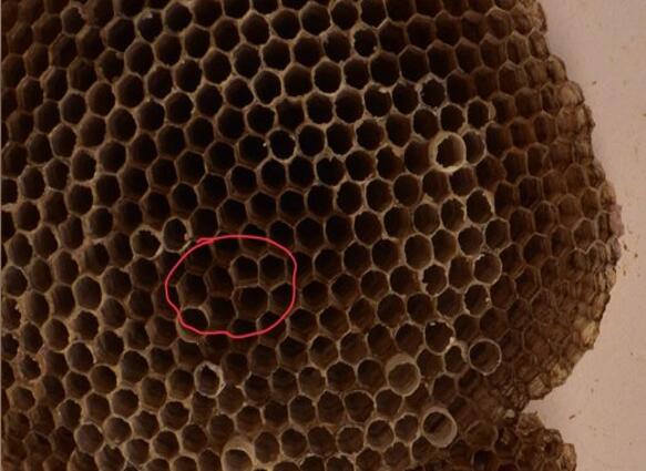 Photograph of a social wasp nest with a paired topological defect circled in red