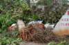 dsc05018_small.jpg