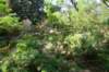 dsc05031_small.jpg