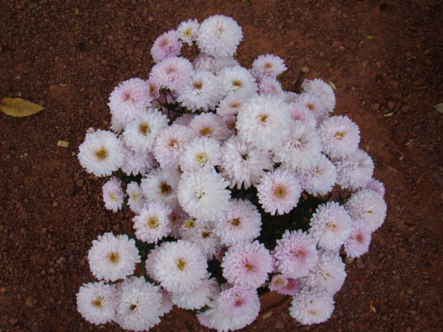 dsc03823.jpg