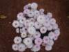 dsc03823_small.jpg