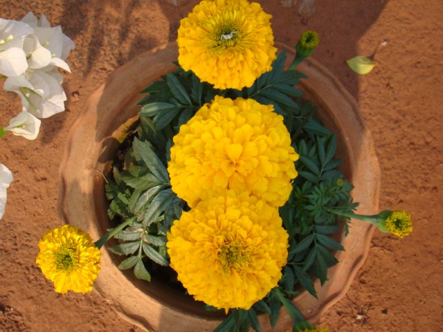 dsc03825.jpg