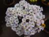 dsc03828_small.jpg