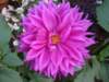 dsc03829_small.jpg
