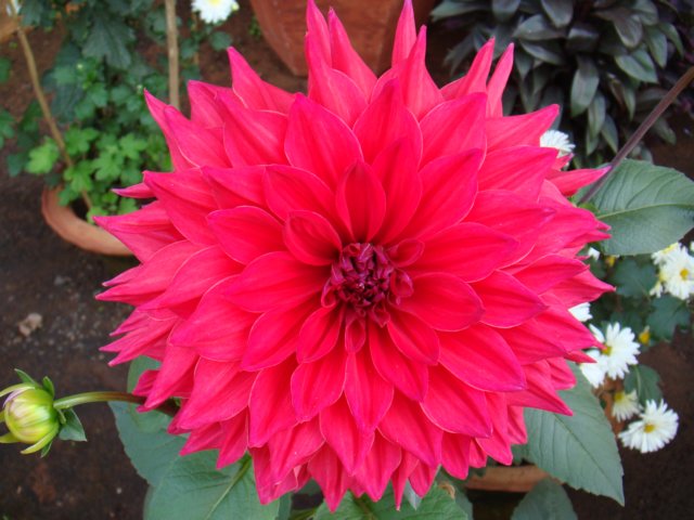 dsc03830.jpg