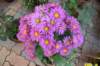 dsc_1592_small.jpg
