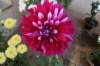 dsc_1593_small.jpg