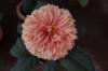 dsc_1594_small.jpg