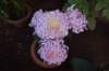 dsc_1595_small.jpg