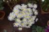 dsc_1596_small.jpg
