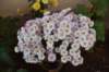 dsc_1597_small.jpg