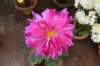 dsc_1600_small.jpg