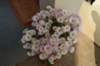 dsc_1603_small.jpg