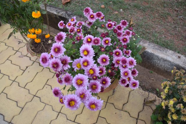 dsc_1608.jpg