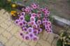 dsc_1608_small.jpg