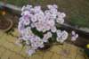 dsc_1609_small.jpg