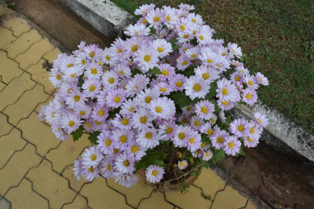 dsc_1610.jpg