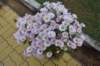 dsc_1610_small.jpg