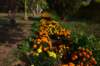 dsc_1617_small.jpg