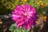 dsc_1631_small.jpg