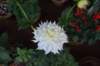 dsc_1635_small.jpg
