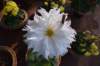 dsc_1638_small.jpg