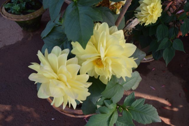 iop_flower_2018.jpg