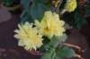 iop_flower_2018_small.jpg