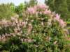 dsc02166_small.jpg